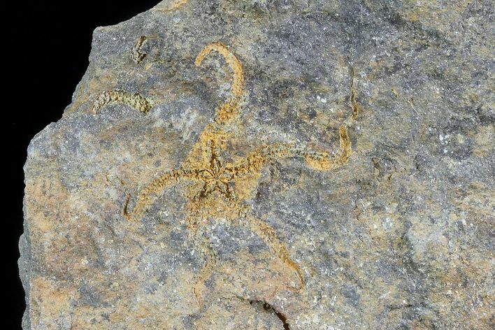 Detailed Ordovician Brittle Star (Ophiura) - Morocco #80251